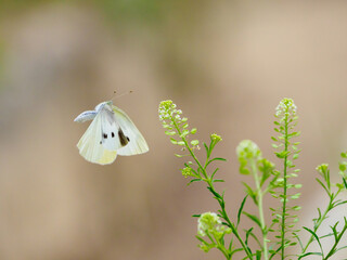 モンシロチョウの飛翔