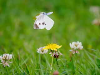 モンシロチョウの飛翔