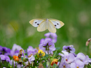 モンシロチョウの飛翔