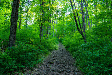 Fototapeta premium path in the forest