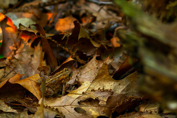 Frog in autumn leaves of the forest