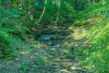 Fototapeta premium stream in the forest