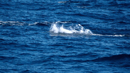 School of dusky dolphins (Lagenorhynchus obscurus) off the coast of the Falkland Islands in the South Atlantic Ocean