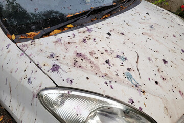 Hood of car with lot of bird droppings, bad parking under tree.