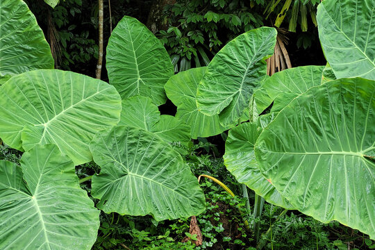 Elephant ear plant in wild nature. Giant Alocasia plant in tropical forest. Green giant caladium. Tropical heart shaped leaf plant.
