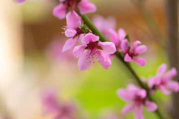 beautiful blooming peach tree in spring