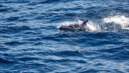 Naklejka premium Dusky dolphin (Lagenorhynchus obscurus) off the coast of the Falkland Islands in the South Atlantic Ocean