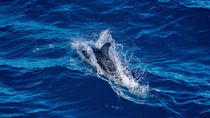 Fototapeta premium Dusky dolphin (Lagenorhynchus obscurus) off the coast of the Falkland Islands in the South Atlantic Ocean