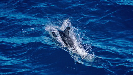 Dusky dolphin (Lagenorhynchus obscurus) off the coast of the Falkland Islands in the South Atlantic Ocean