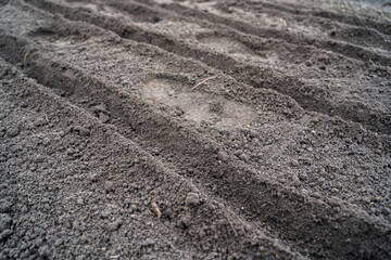 Garden bed with empty rows prepared for planting