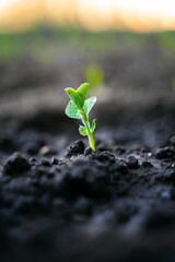 Green pea sprouts after watering in the garden close-up. vertical photo