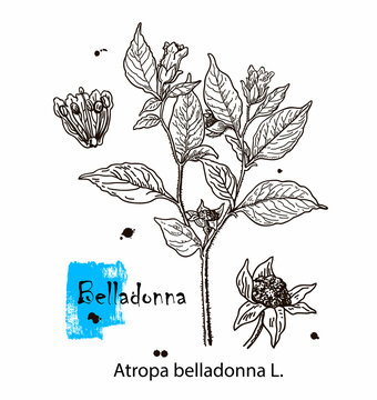 Botanical illustration of Belladonna. Hand drawn sketch of poisonous plant - Atropa belladonna. Dangerous beautiful flowers