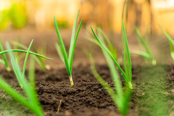 Green onions close-up in the garden in the morning at sunrise