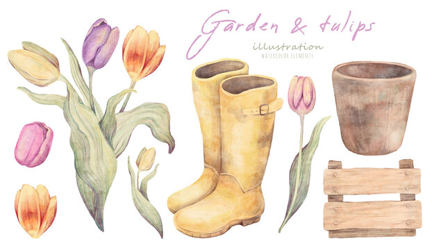 Watercolor floral hand drawn set with illustration of blossom tulips, yellow boots, wooden box, pot. Colorful spring bouquet, flowers, wellies collection. Garden elements isolated on white background