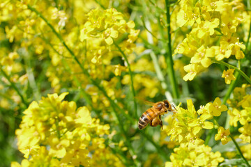 Pszczoły w locie przy pracy nad polem żółtego rzepaku. Słoneczny dzień, żywe kolory, kontrast, close-up, makro, bokeh. - obrazy, fototapety, plakaty