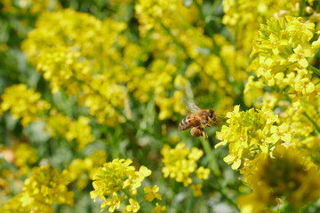Pszczoły w locie przy pracy nad polem żółtego rzepaku. Słoneczny dzień, żywe kolory,...