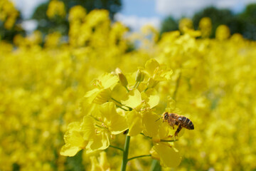 Pszczoły w locie przy pracy nad polem żółtego rzepaku. Słoneczny dzień, żywe kolory, kontrast, close-up, makro, bokeh. - obrazy, fototapety, plakaty