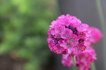 Fototapeta premium close up of a pink flower