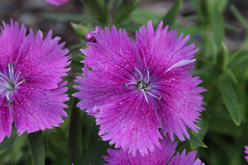 Obraz premium pink and purple flower