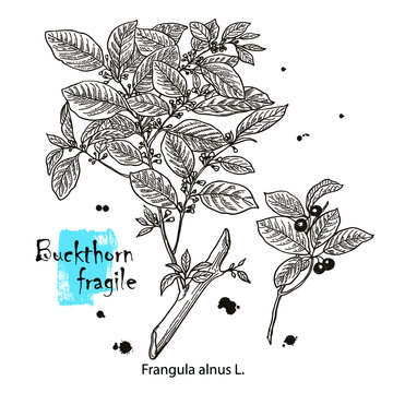 Frangula alnus. Vector hand drawn herb. Botanical plant illustration. Vintage medicinal herb sketch.