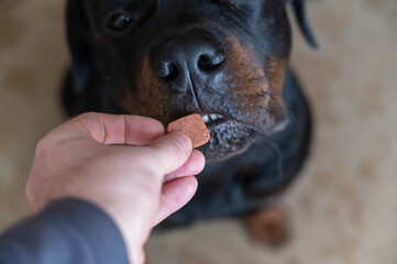 Man feeds chewable tablet to fleas and ticks to his pet. An oral veterinary drug is placed by hand into the open mouth Rottweiler. Large black dog sits on the floor of a living room. Selective focus