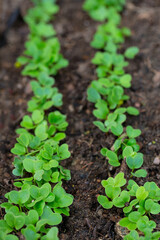 fresh radish seedlings growing in soil