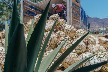 worker lowers an agave pineapple for mezcal
