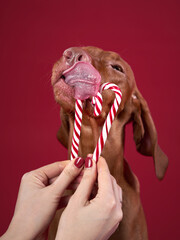 Funny dog licks lollipop. Happy hungarian vizsla on a pink background