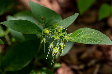 Symphytum tuberosum flower growing in meadow, macro