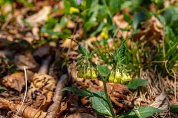 Symphytum tuberosum flower growing in meadow, close up shoot	