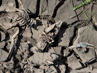 Claws and a crayfish head on a dry river bank