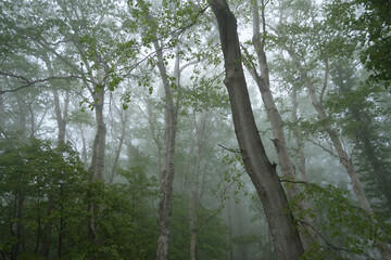 Naklejka premium 藻岩山中腹付近の霧の風景 / Fog landscape near the middle of Mt. Moiwa