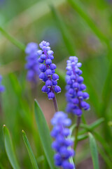 muscari (grape hyacinths) growing in garden