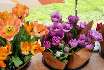 colorful tulips