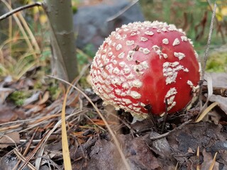 Red mushroom close-up at autumn.