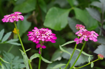 Obraz premium Blooming Iberis umbellata close up
