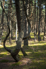 The Dancing Forest landscape. Curonian Spit