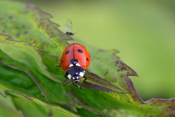 ladybug on a leaf