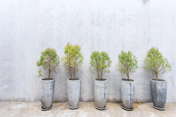 The round cylindrical bare cement pots contains 5 plants on the concrete floor and concrete wall as a ornamental plants