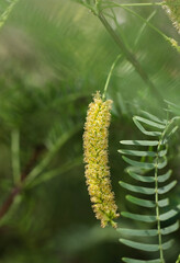 Honey Mesquite in bloom . bloom on tree . Vertical . Close up