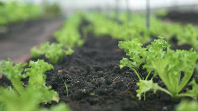 Slider of Childrens edible growth vegetable garden, vitamins healthy biological homegrown spring organic