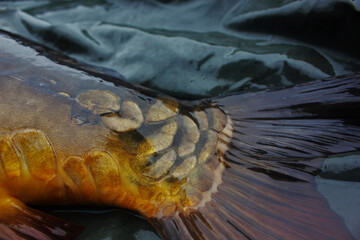 Large golden scales on the tail of a large mirror Carp. Close up. - obrazy, fototapety, plakaty