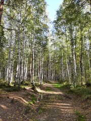 The road goes through the forest. Skylights through the forest. Green trees are a sunny day. Mixed birch forest. Pine. Ate
