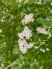 Photos of a beautiful bush with white flowers. spring background