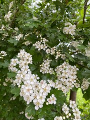Photos of a beautiful bush with white flowers. spring background