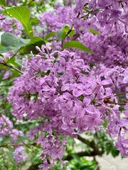 Photos of blooming lilacs. Beautiful lilac bush close-up.