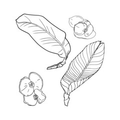 Isolated vector illustration of a large set of tropical leaves and flowers. Exotic flowers and leaves as a print, blank for designers, logo, label, sticker