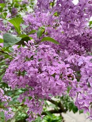 Obraz premium Photos of blooming lilacs. Beautiful lilac bush close-up.