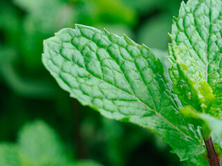 mint leaves close up