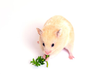 Cute fluffy hamster eating green leaf. Isolated on white background, close up